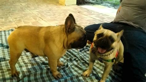  Handy Hint: French Bulldogs mating naturally is a very rare occurrence