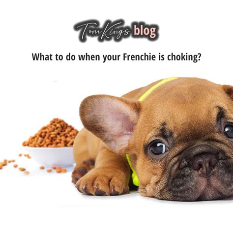  Handy Hint: To stop your Frenchie from bloating and possibly choking you should use a suitable feeding bowl