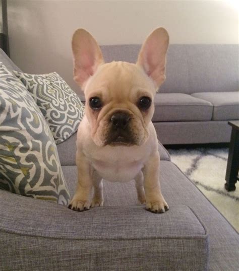  Handy Hint: When buying a Frenchie puppy always insist on having hearing test results