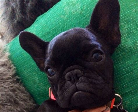  Happy, healthy, joyful, well mannered, great with kids 5 month old frenchie looking for good people to take care of him