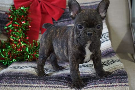  Harley French Bulldogs is a family business, and its main goal is to deliver high-quality AKC French Bulldogs that are healthy and happy before anything else