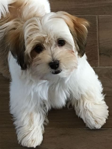  Havanese Puppies for Sale Havanese puppies may be small in size, but they have large personalities and even big hearts