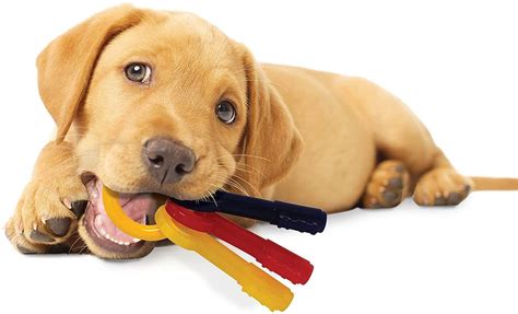  Have plenty of safe chew toys to grab nearby to give your pup when they get wild and decide to bite you