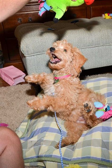  Have you ever seen a Goldendoodle lick or chew its paws? This is often a sign that something is wrong