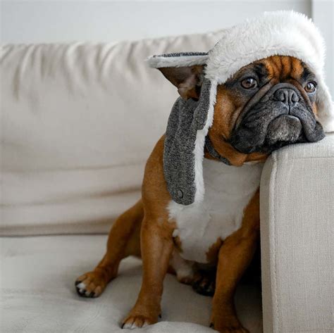  Having any Frenchie in cold climate is not ideal due to their short coat