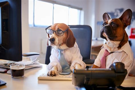  Having professional work with your dog is likely less expensive than you would consider
