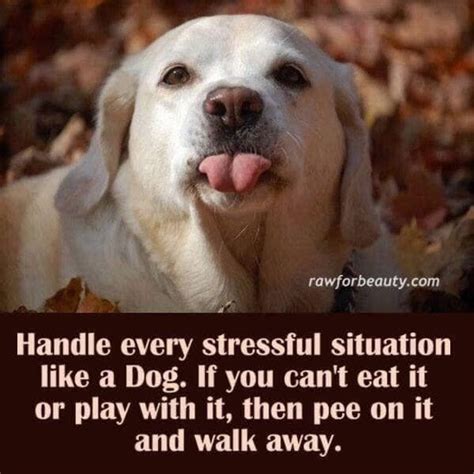  Having stress and anxiety relieved allows a dog to relax and enjoy mealtime