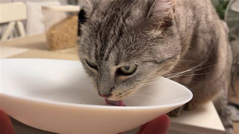  He ate it, but not before taking it out of the bowl to inspect it first