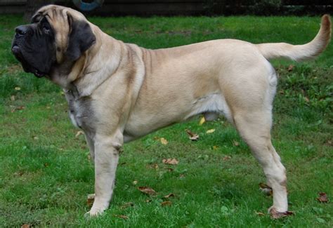  He came to Magnus is a full blood English Mastiff