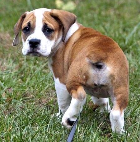  He is a mix between an English Bulldog and Beagle