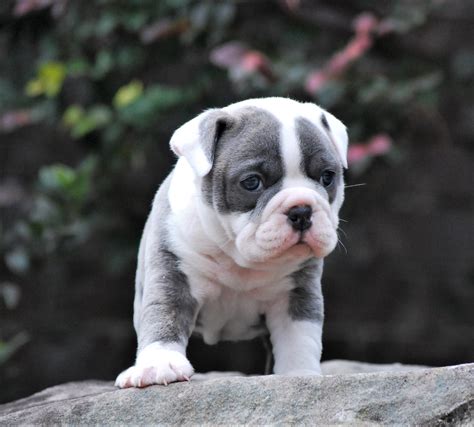  He is a pie bald brindle but is really a blue bulldogge but AKC does not have that choice yet