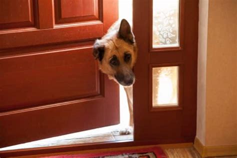  He is also anxious when his owners leave, often scratching at the door for hours