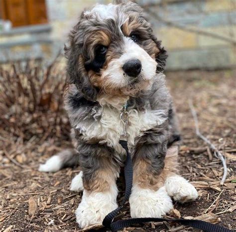  He is always ready to give everyone he meets a big Bernedoodle hug! Riggs will help us produce beautiful Mini Multigenerational Bernedoodles
