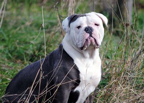  He is are first bulldogge and wont be the last