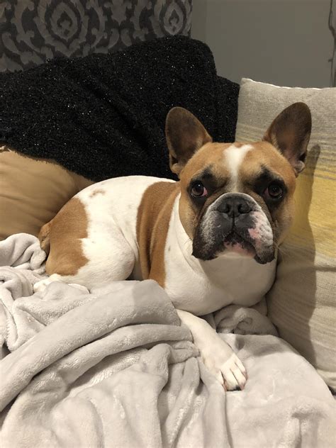  He is game for car adventures! Thank you for your interest! Introducing loveable Boris! Boris the Frenchie loves to snuggle and is such an affectionate boy