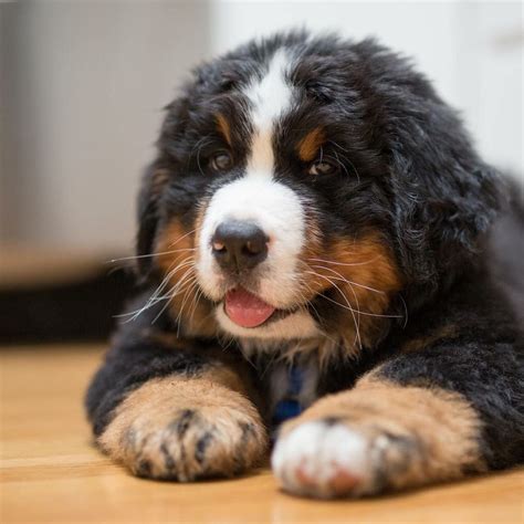  He is your typical Bernese, loves pet and he wants to sit on your lap at all times