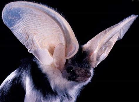  He may have large bat ears, but more likely will have medium ears that drop along his face