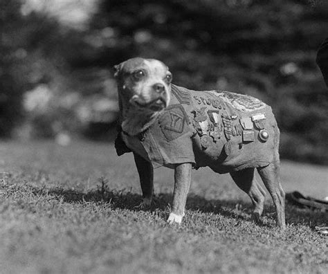  He moved to the United States in and during the First World War, these dogs were used by the military as pack carriers, messengers, attack dogs and guard dogs