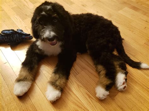  He weighs 27 pounds and when bred with a Bernese he will produce mini - medium tricolor bernedoodles! Arlo Male tricolor standard poodle Arlo is the epitome of a standard poodle, goofy, goofy, goofy, and intelligent! He is truly a delight, fun-loving, and energetic