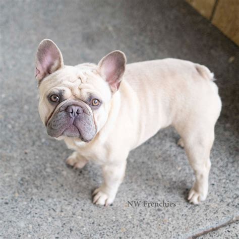 He will be perfect any program looking to produce smaller and healthy Mini French Bulldogs