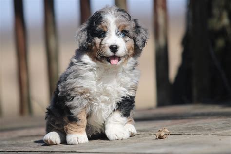  Health: Bernedoodles are generally a healthy breed, and are not known to suffer from any major health conditions