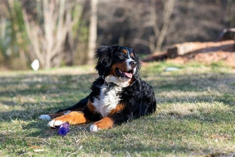  Health Care Although Bernedoodles are, in general, healthy dogs, they are prone to several genetic health issues, such as hip dysplasia
