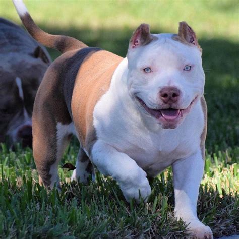  Health Concerns of a Pocket Bully Pocket Bullies are robust dogs but are not free from certain health conditions like musculoskeletal disorders like hip dysplasia and heart problems