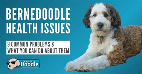  Health Conditions Generally, the Mini Bernedoodle is healthy and does not have many health issues