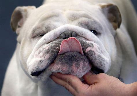  Health During this time it is important to monitor your Bulldog for any infections, diseases or birth defects