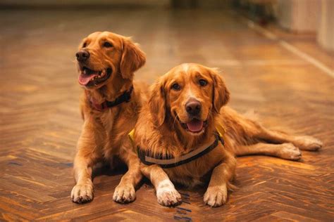  Health Issues An underweight Golden Retriever or one that is losing weight too rapidly may be suffering from parasites, diabetes, or thyroid problems