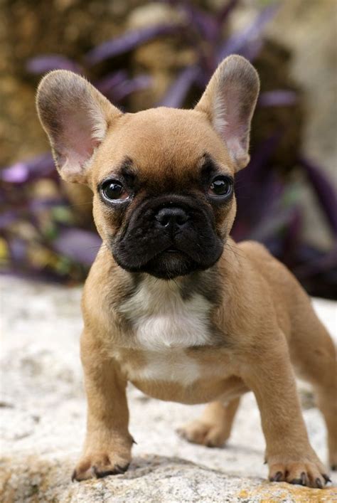  Health Issues and Care Tips for Brown French Bulldogs Despite their appeal, French Bulldogs are susceptible to several health issues due to their brachycephalic short-nosed traits