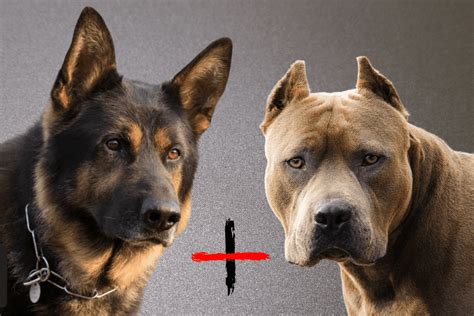  Health Issues of the German Shepherd Pitbull While the debate on mixed breed health vs purebred health still lingers, it is best to remember that there is no guarantee of genetics with any mixed breed