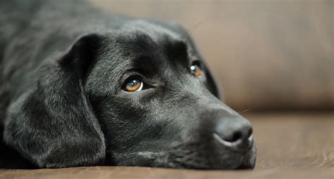  Health Labrador Retrievers tend to be very healthy dogs, and reputable breeders will screen for common canine health problems