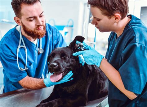  Health Status Studies have shown that sickly dogs are less likely to achieve their full height and size potential than dogs with no recurring health issues