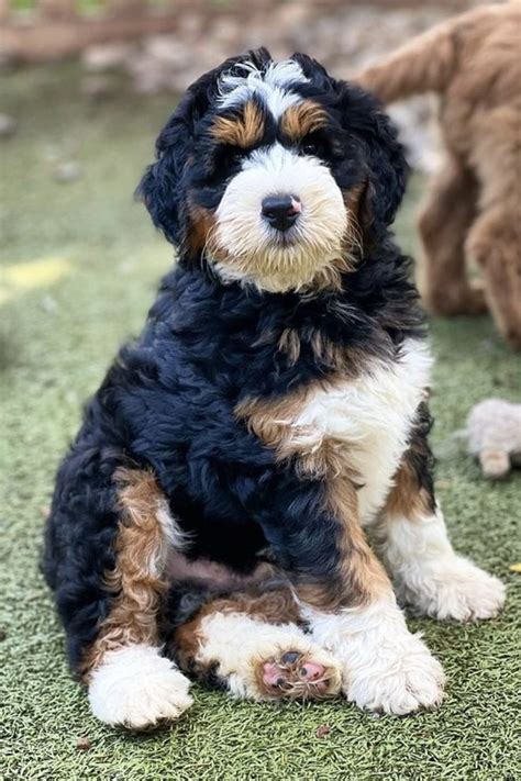  Health The Bernedoodle lifespan is 12—18 years