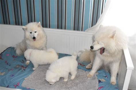  Healthy, purebred Samoyed puppies directly from our selection of ethical breeders