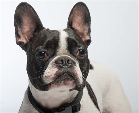  Healthy: French Bulldogs are generally healthy dogs, but they are prone to some health problems, such as brachycephalic airway syndrome and cherry eye