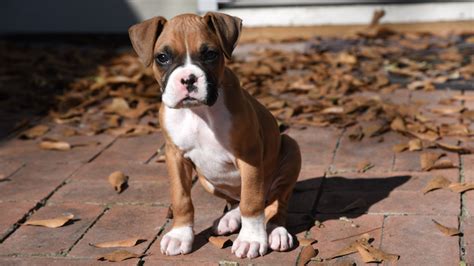  Healthy boxer pups grow into healthy boxers, so quality over quantity should always be the goal