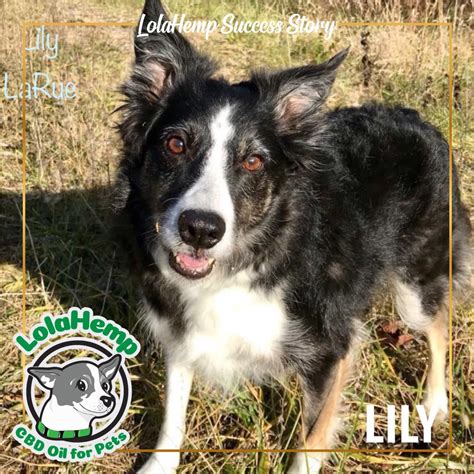  Hear the story of Lilly the Border Collie , for example