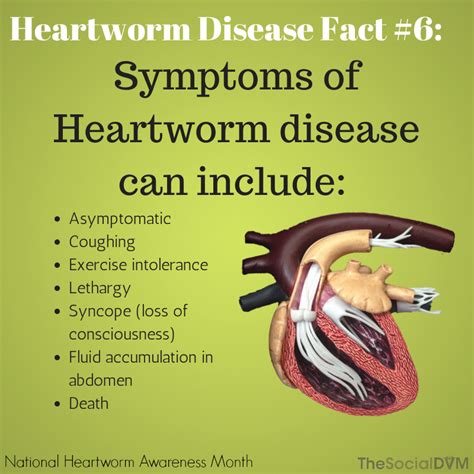  Heartworm can also affect how the heart functions and lead to symptoms of heart failure