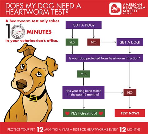  Heartworm prevention is an absolute necessity