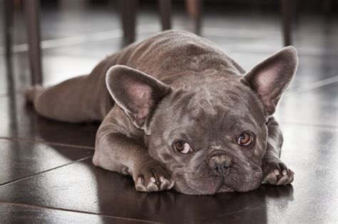  Heat Sensitivity The flat noses of Grey French Bulldogs make it difficult for them to breathe well during hot weather conditions and stressful exercise routines