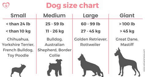  Height, Weight and Size Both dogs are small sized companion dogs and are ideal for apartment living