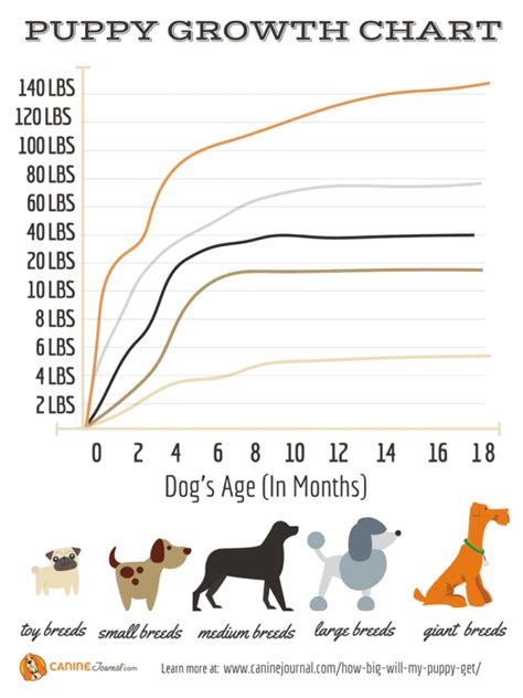  Height: A puppy will grow at least 8cm more from the 8 week stage until maturity
