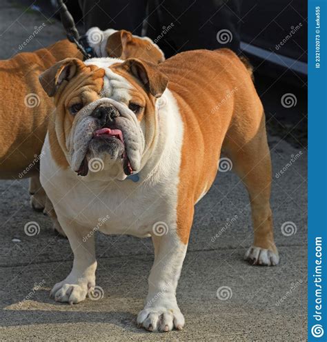  Height-wise, a Bulldog Atlanta will be considered a medium sized breed