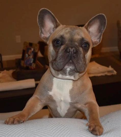  Hello and thank you for stopping by! We are a family breeder of French Bulldog puppies located just northwest of Spokane, Washington