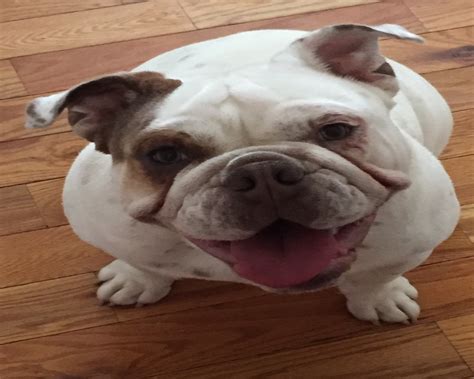  Hello and welcome! A list of bulldog breeders in North-carolina, United-states, Veterinarians