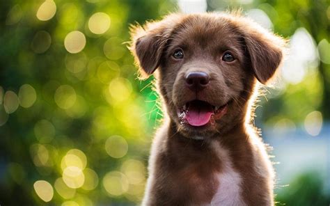  Helping you find the perfect puppy and ensuring they grow up happy and healthy