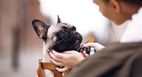  Helping your Frenchie live their best life takes tender, love and care or in other words TLC
