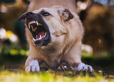  Helping your dog overcome aggression always starts by developing a clear picture of the problem and its causes